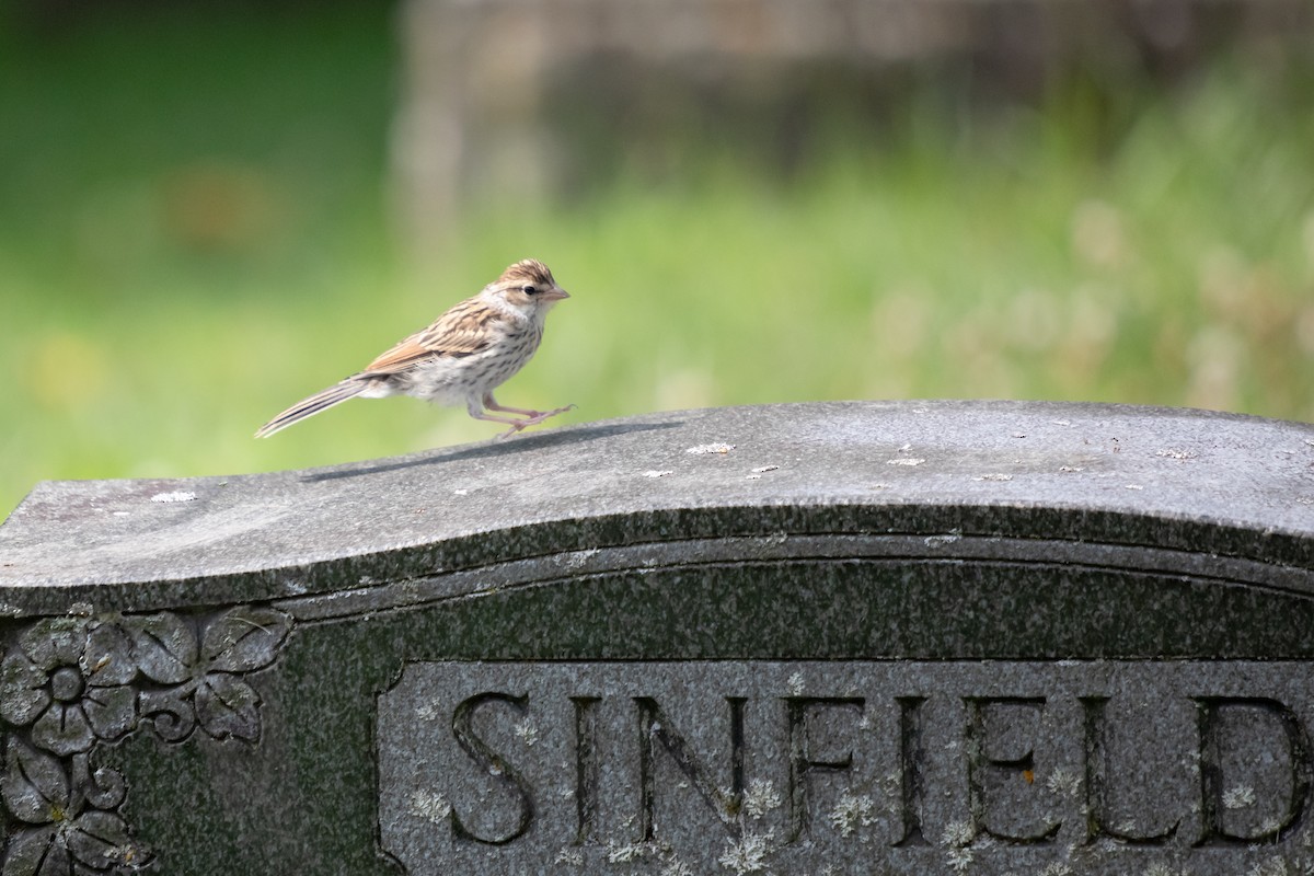 Chipping Sparrow - ML642451737
