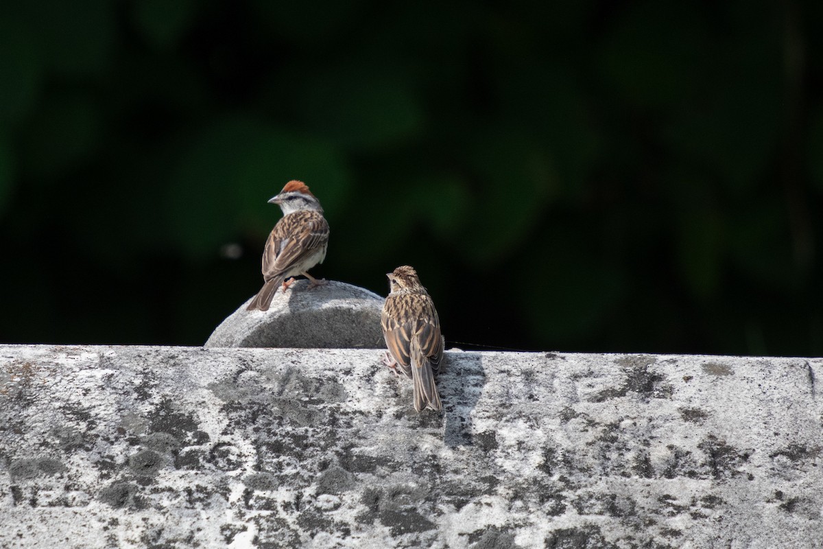 Chipping Sparrow - ML642451738