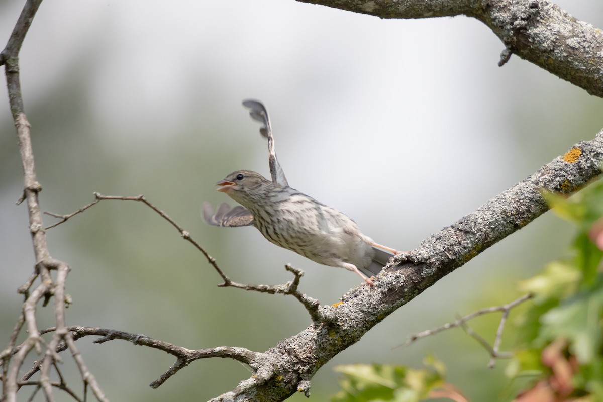 Chipping Sparrow - ML642451739