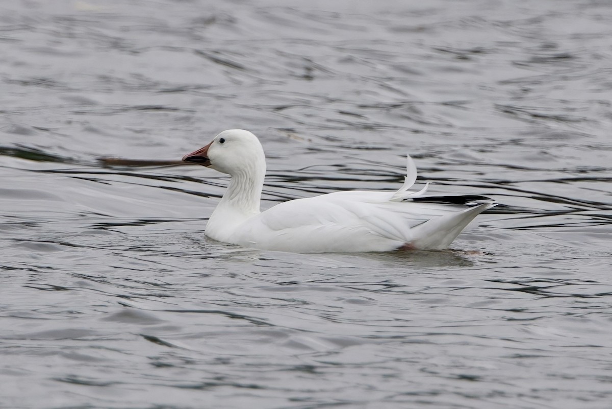 Snow Goose - ML642451747