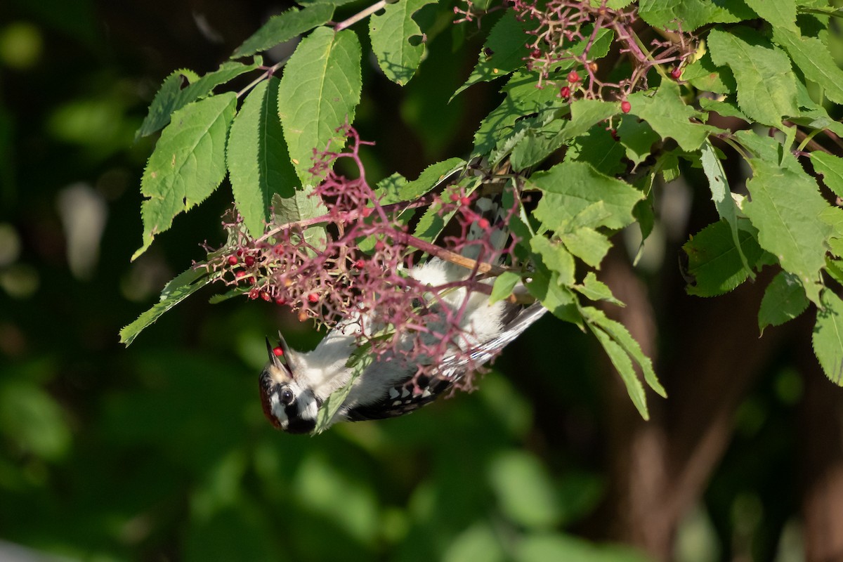 Downy Woodpecker - ML642451752