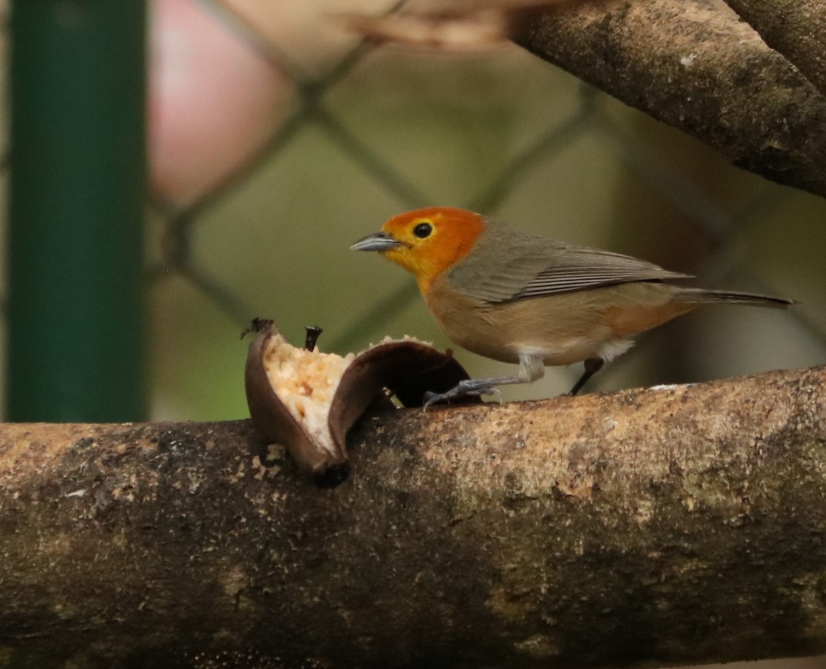 Orange-headed Tanager - ML642451794