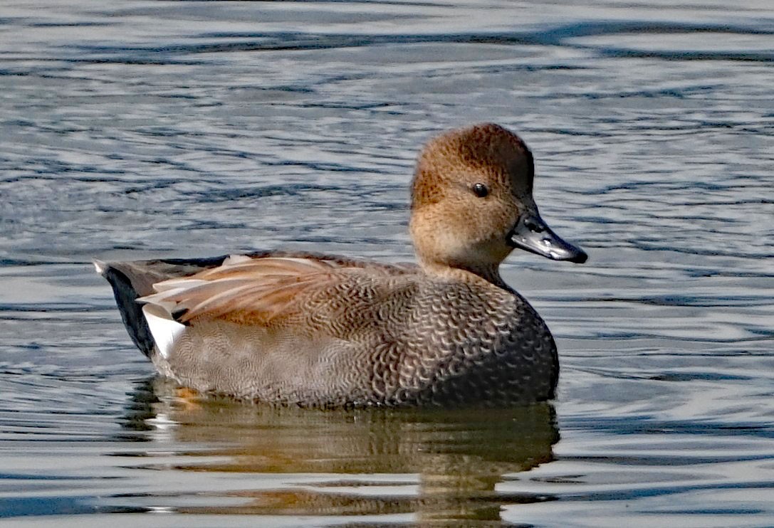 Canard chipeau - ML642451797