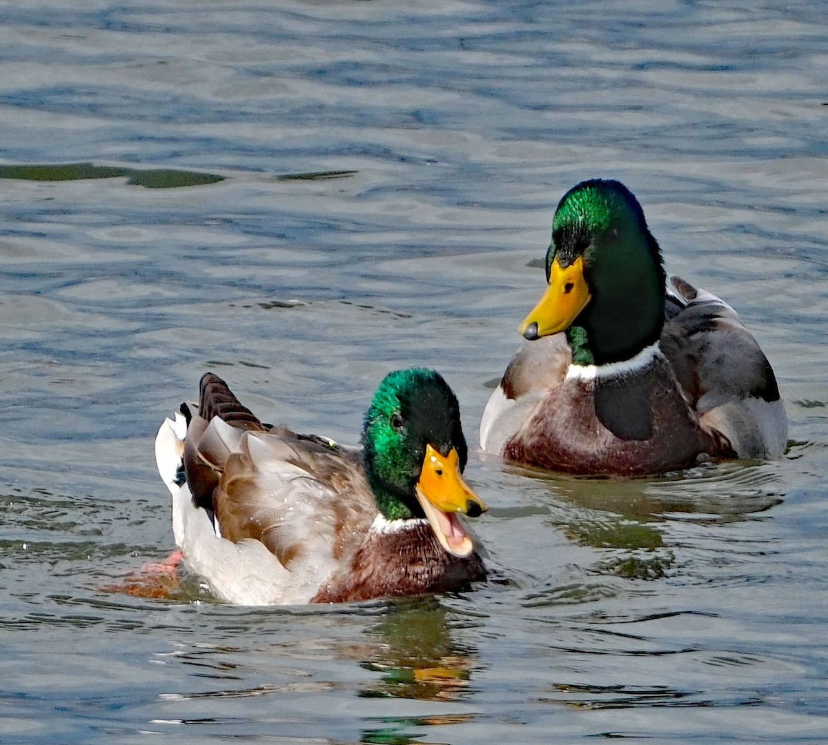 Canard colvert - ML642451803