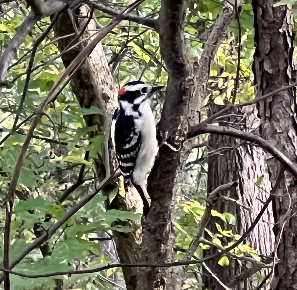 Downy Woodpecker - ML642451822