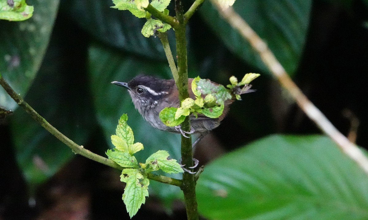 střízlík šedoprsý - ML642451840