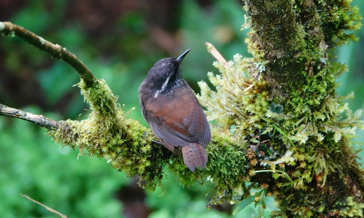 střízlík šedoprsý - ML642451841