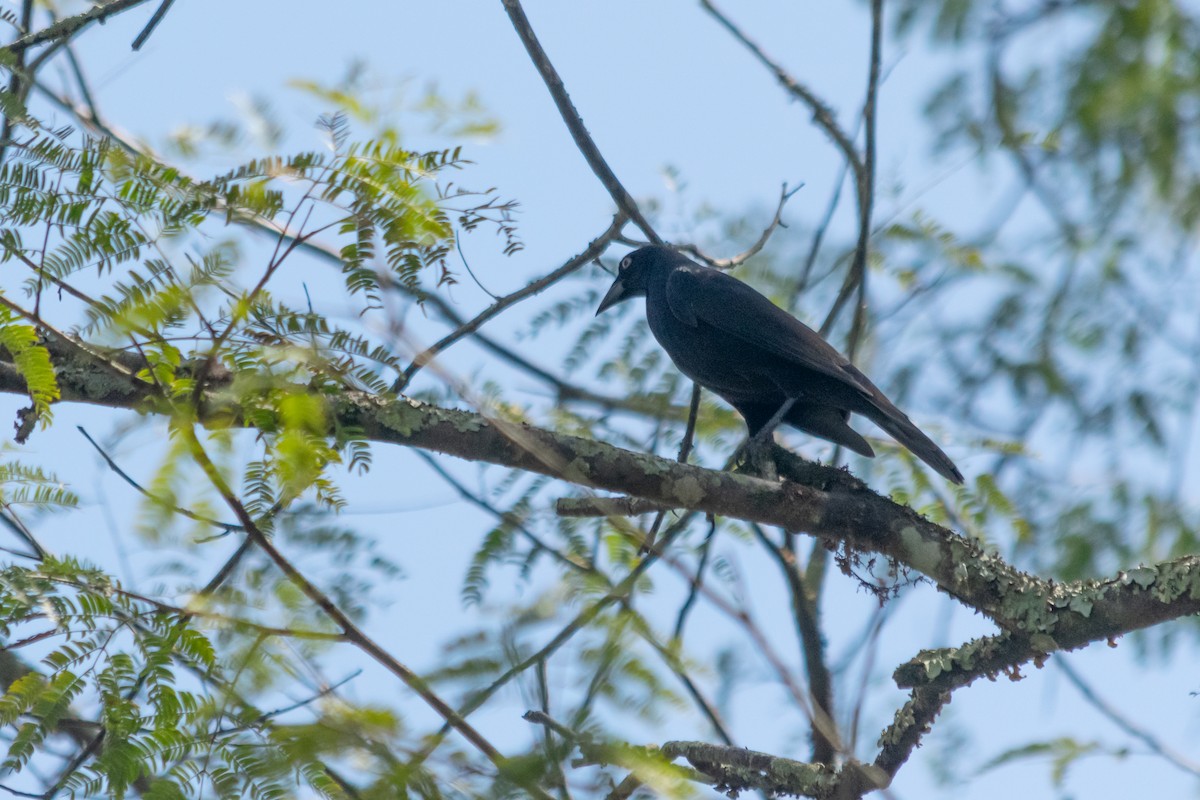 Giant Cowbird - ML642451854