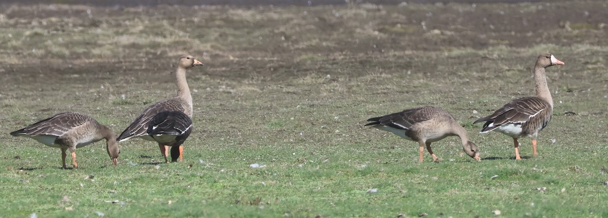 Greater White-fronted Goose - ML642451888