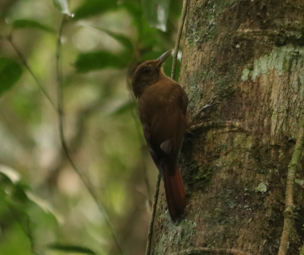 Plain-winged Woodcreeper - ML642451903