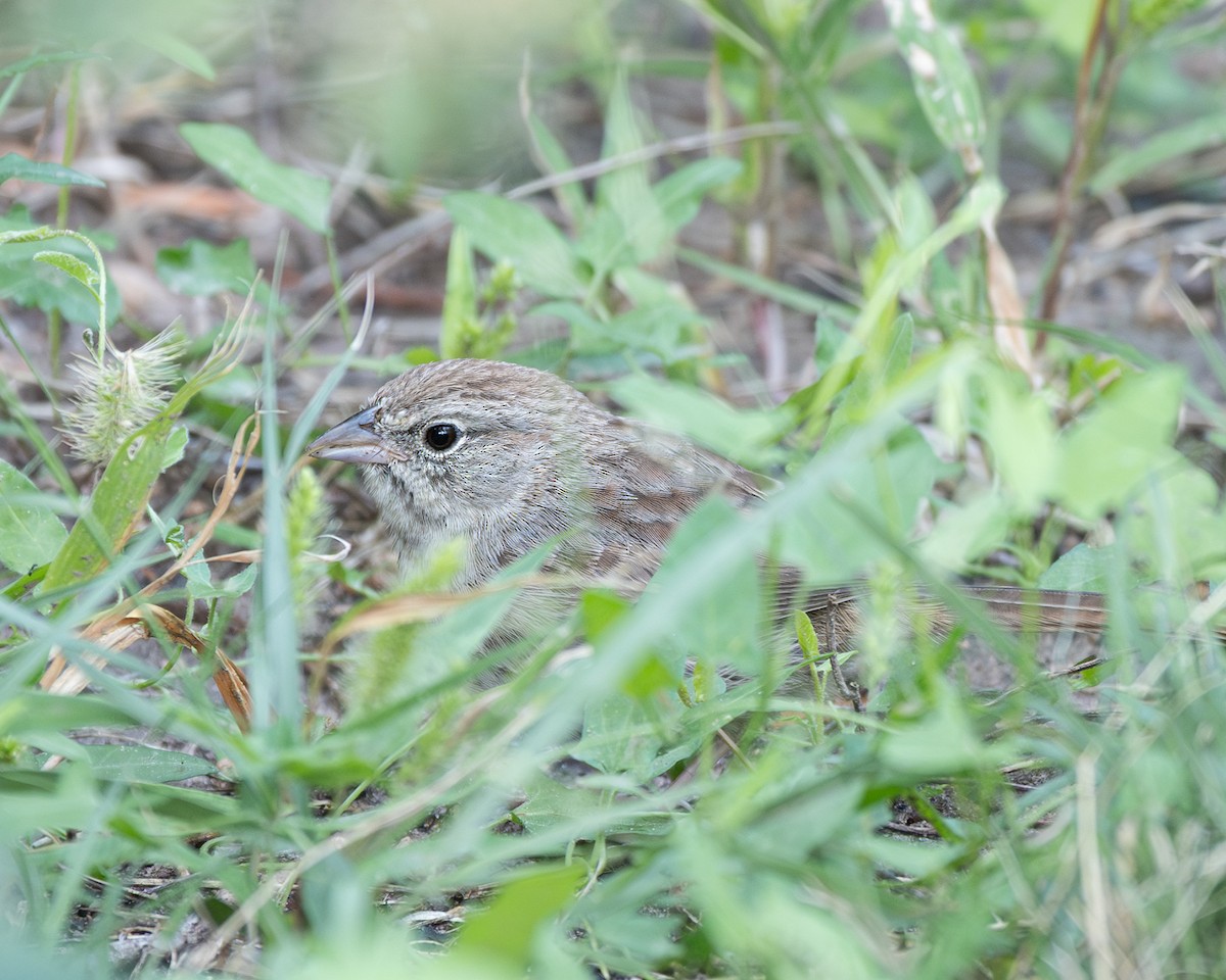 Rufous-crowned Sparrow - ML642451904
