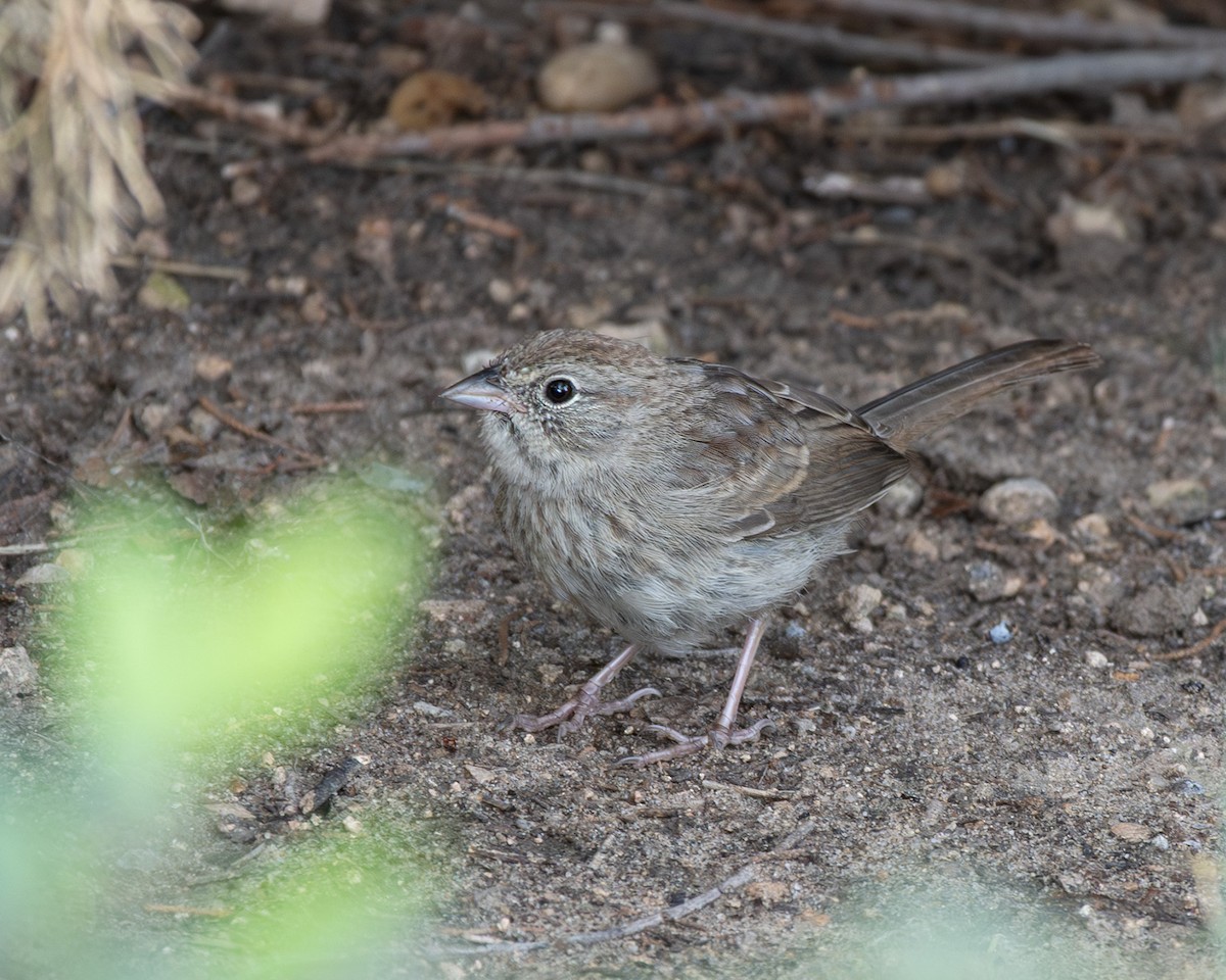 Rufous-crowned Sparrow - ML642451905