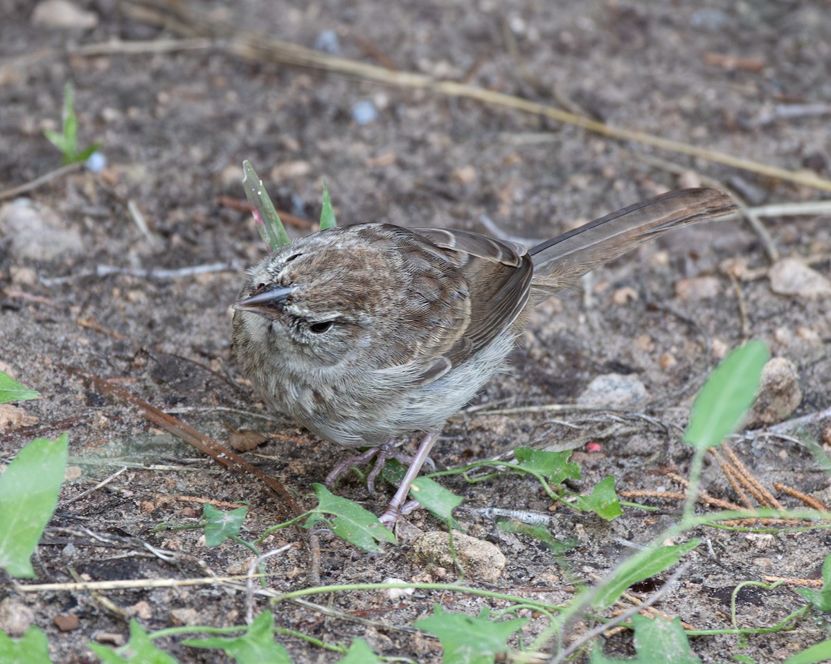 Rufous-crowned Sparrow - ML642451906