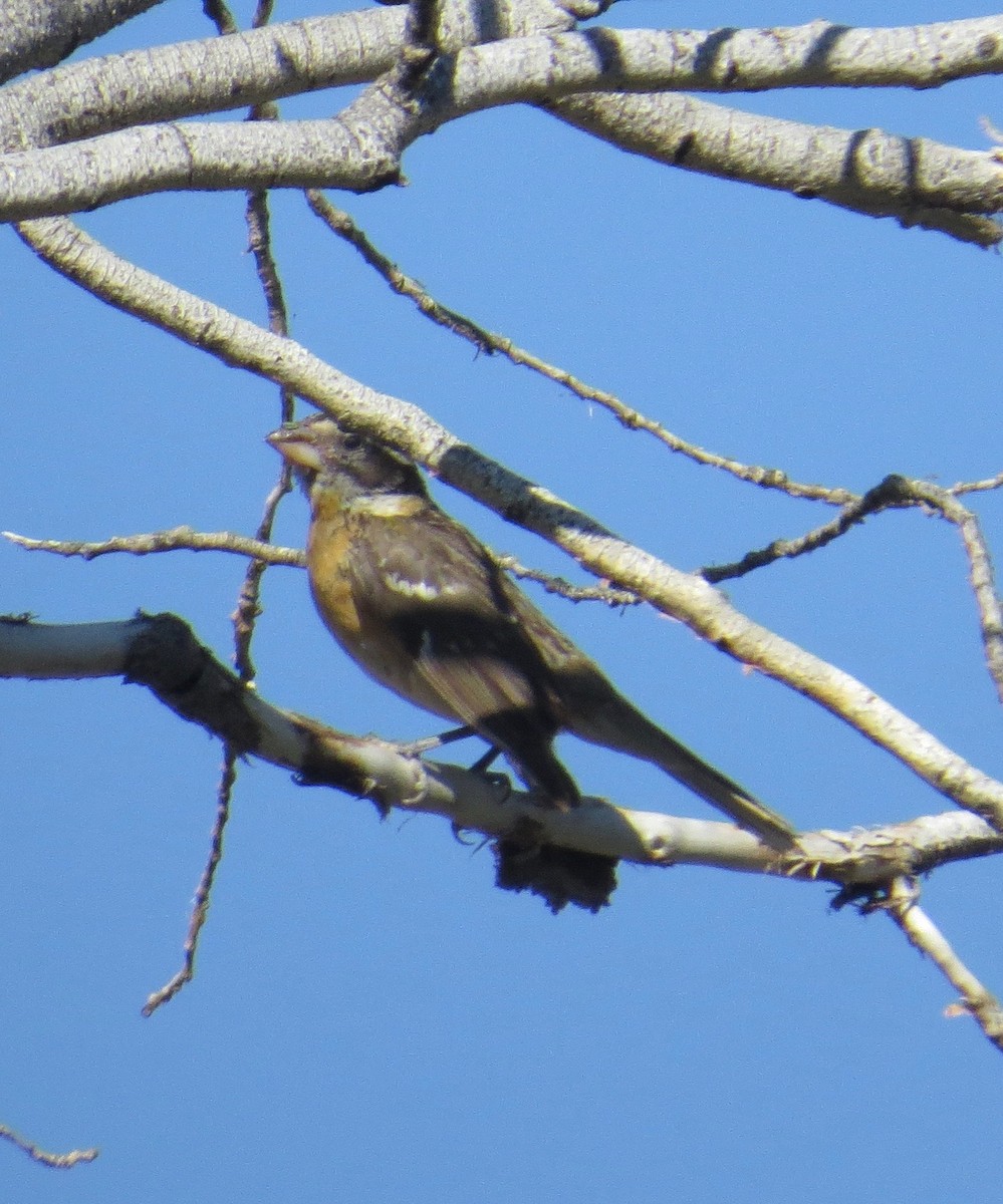 Black-headed Grosbeak - ML64245191