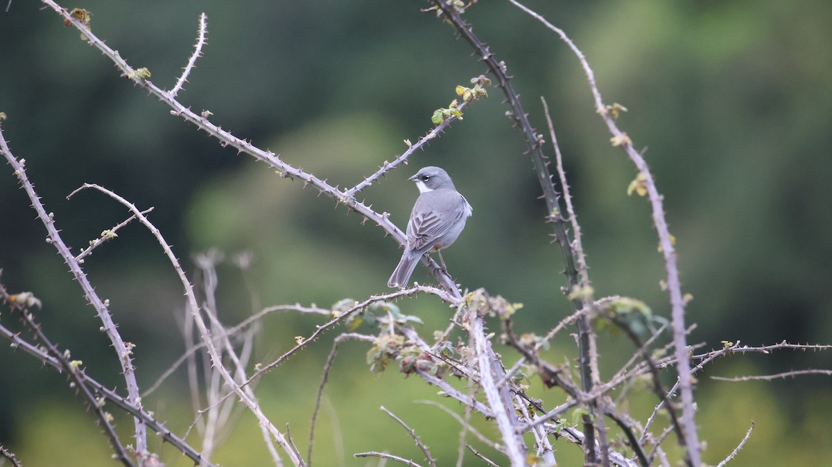 Diuca Finch - ML642451924