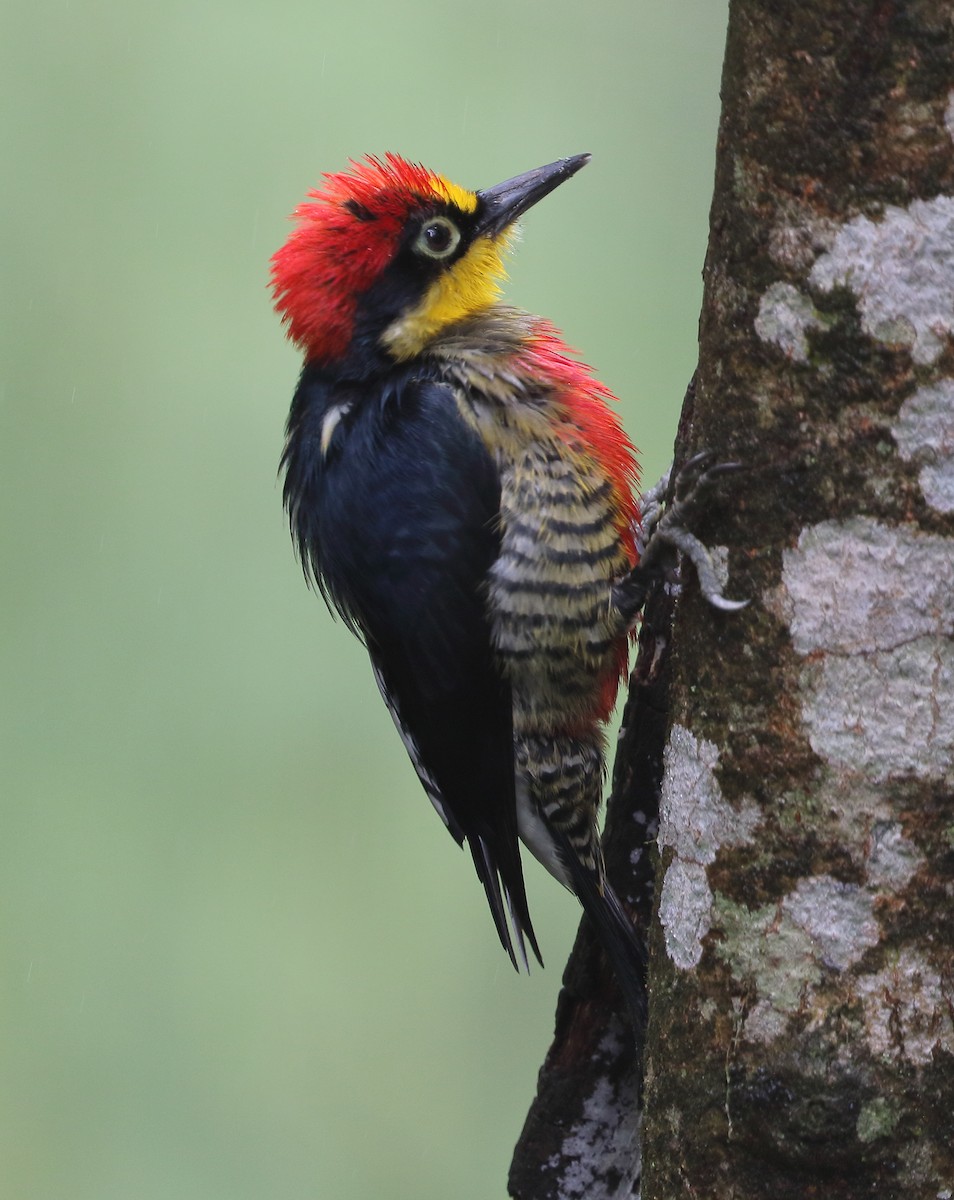 Yellow-fronted Woodpecker - ML642451935