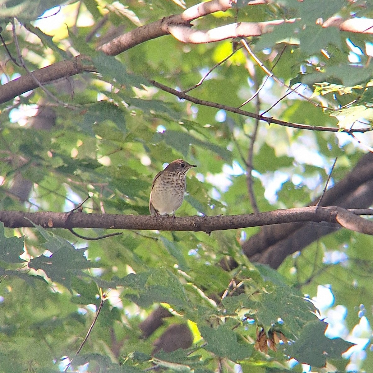 Gray-cheeked Thrush - ML642451977
