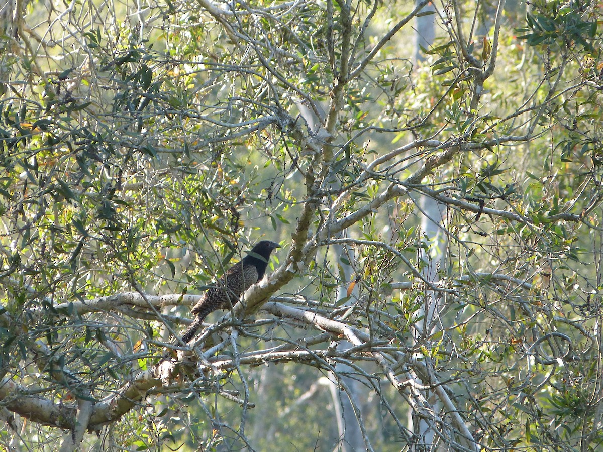 Pheasant Coucal - ML642451981