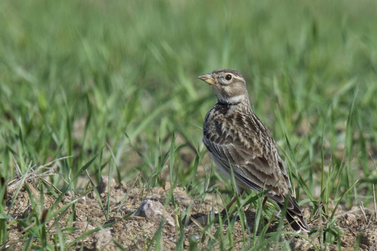 Calandra Lark - ML642451991