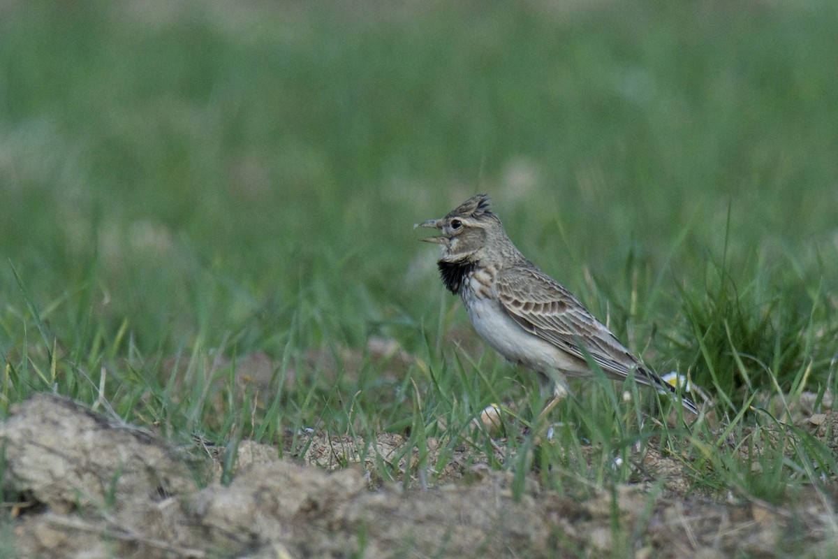 Calandra Lark - ML642451993