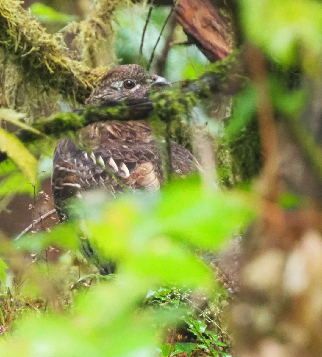 Ruffed Grouse - ML642452020