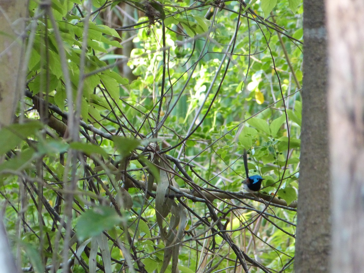 Variegated Fairywren - ML642452028