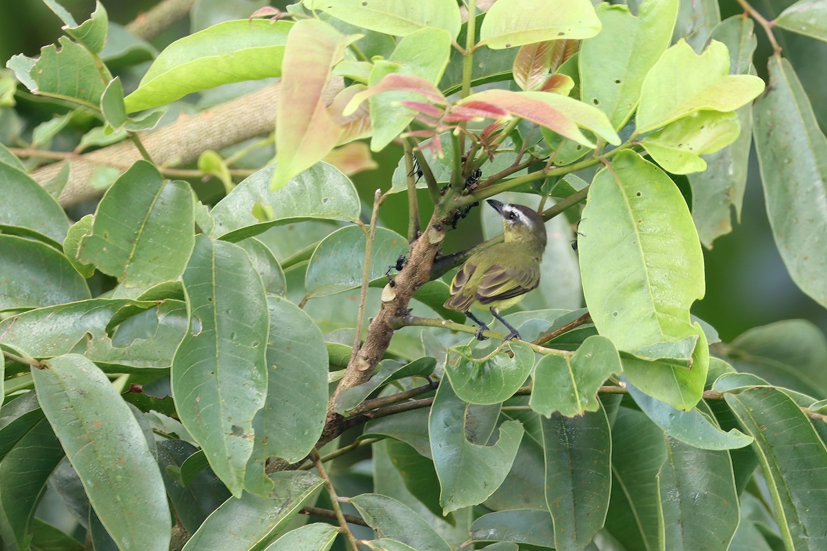 Brown-capped Tyrannulet - ML642452030