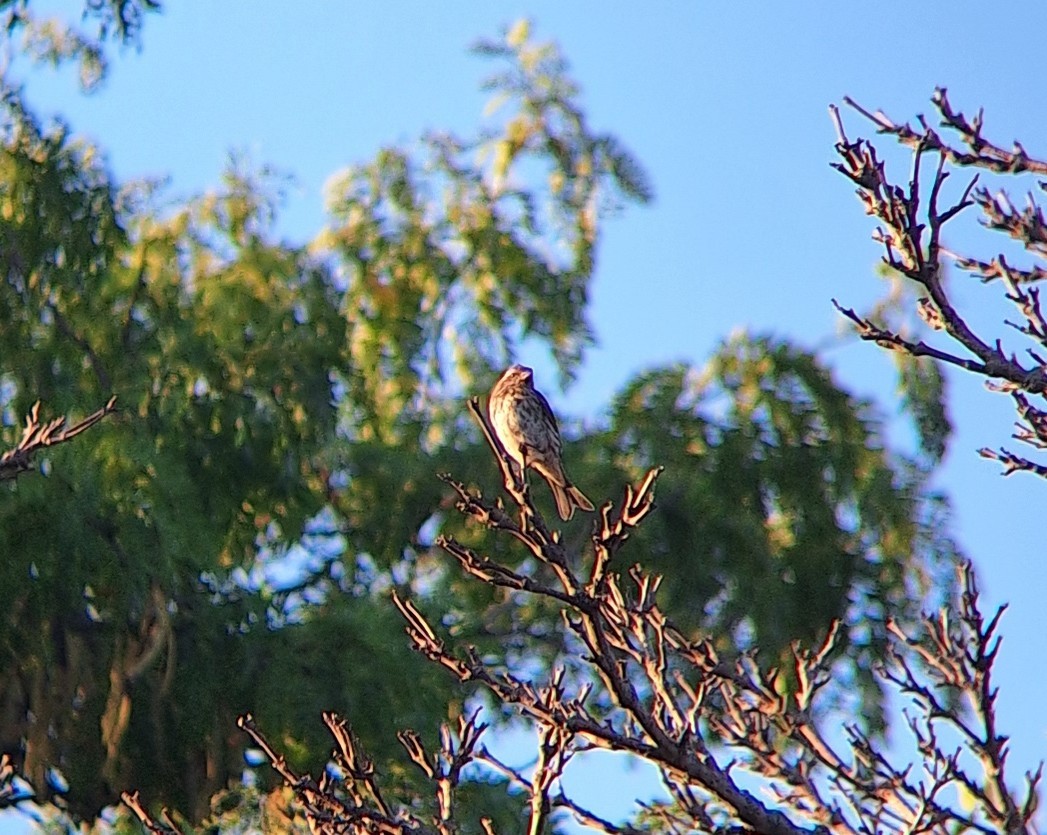 Purple Finch - ML642452031