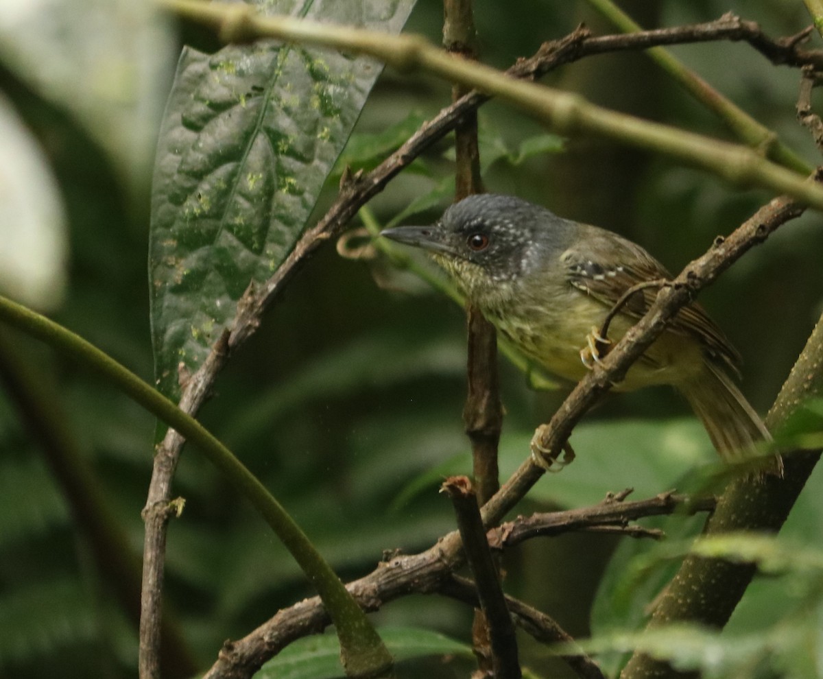 Spot-breasted Antvireo - ML642452051