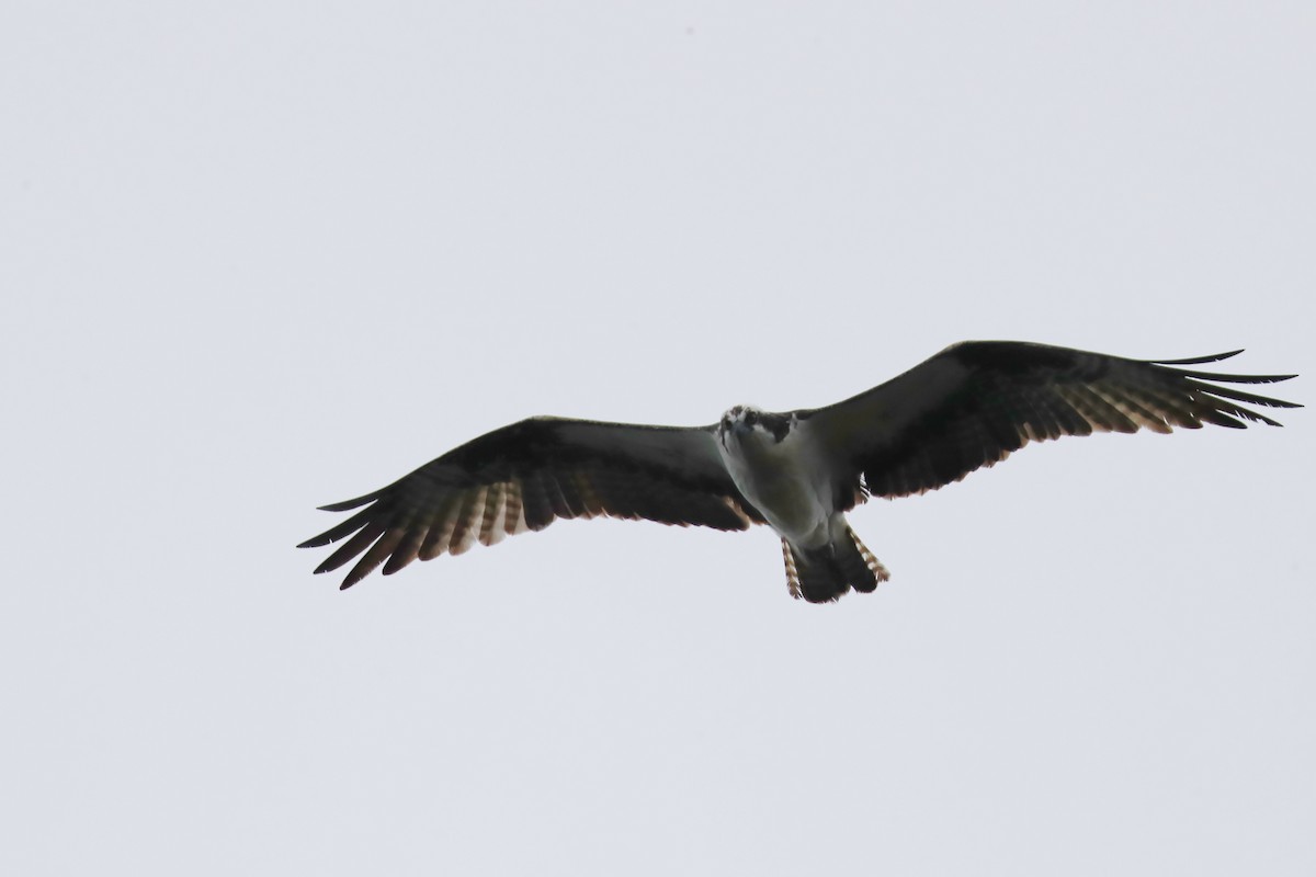 Águila Pescadora - ML642452052