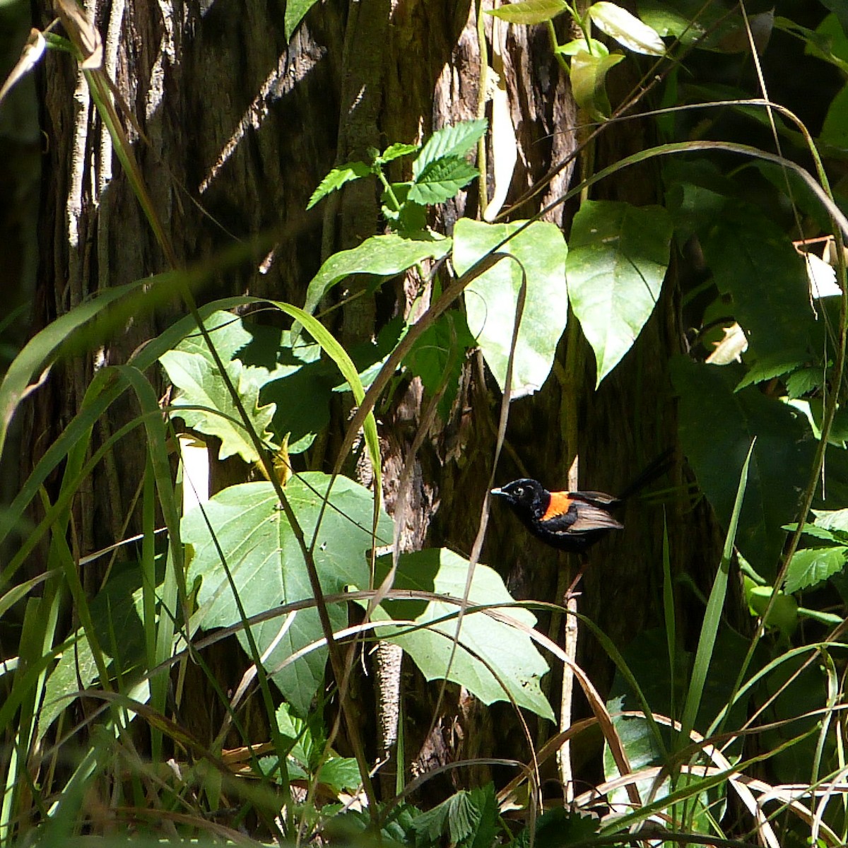 Red-backed Fairywren - ML642452056
