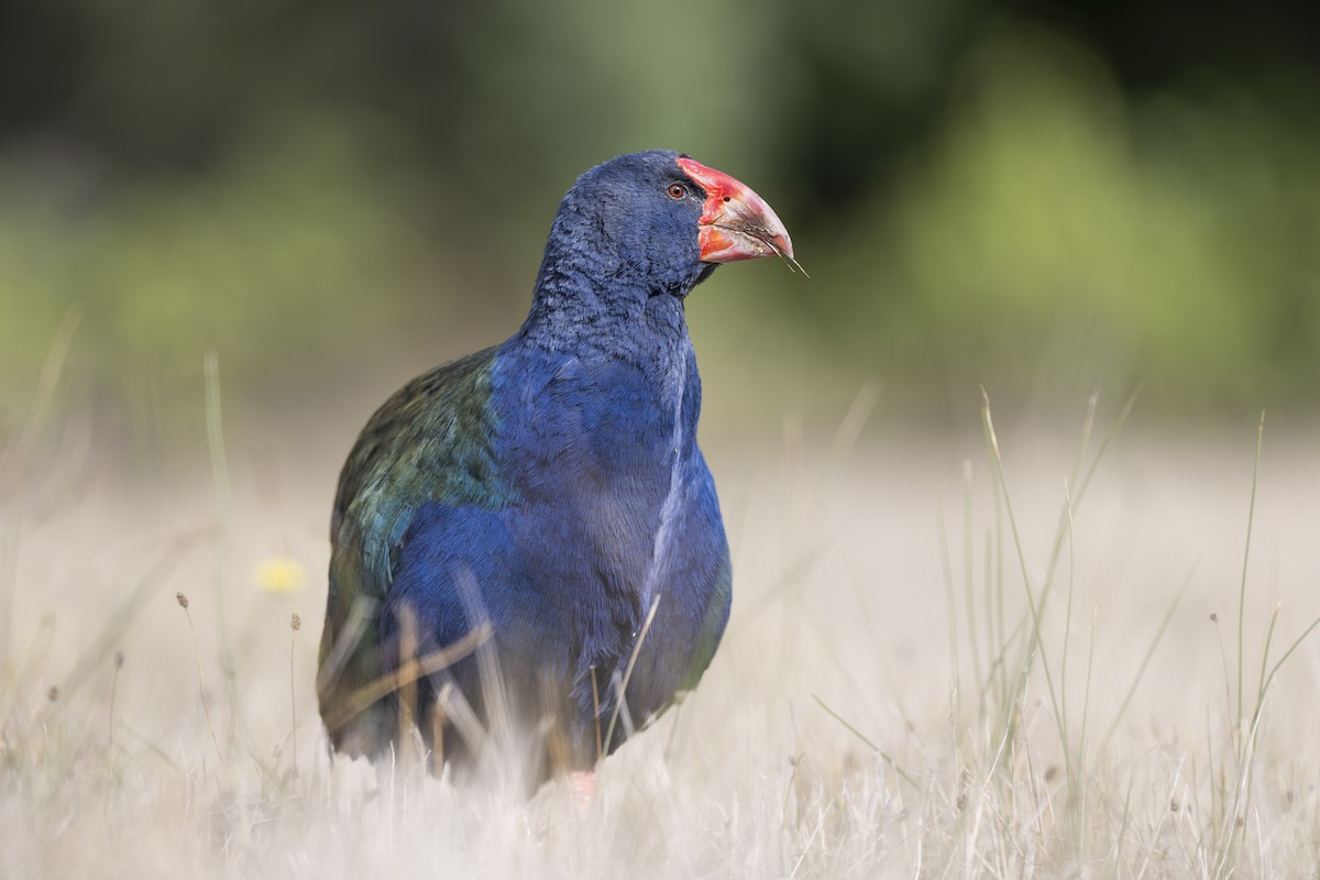 South Island Takahe - ML642452072