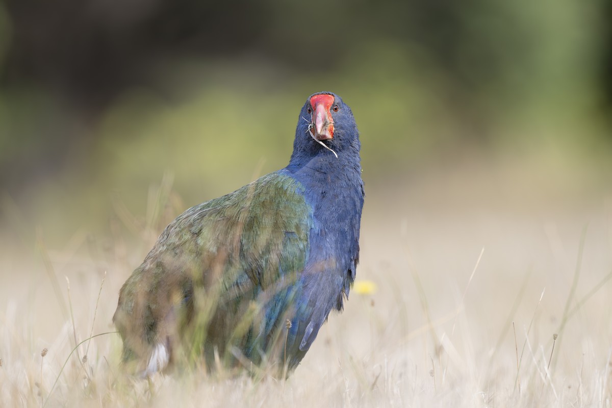South Island Takahe - ML642452074