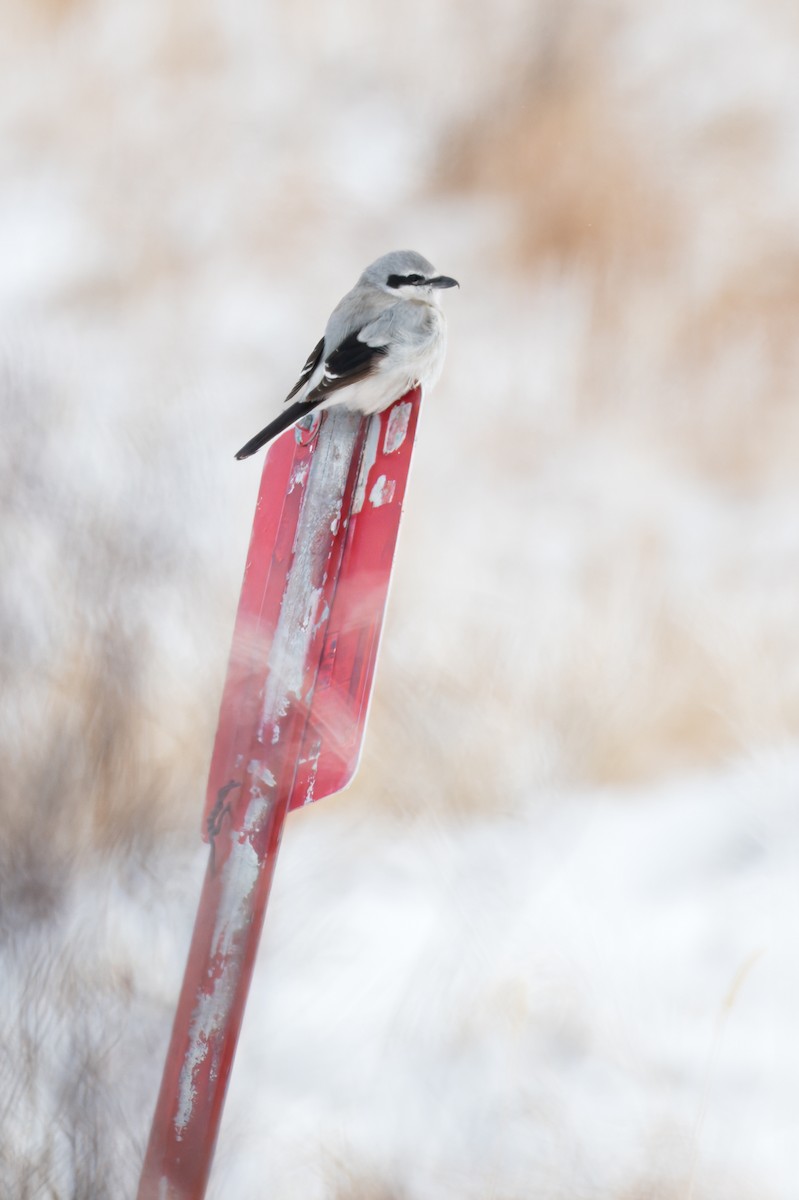 Northern Shrike - ML642452077