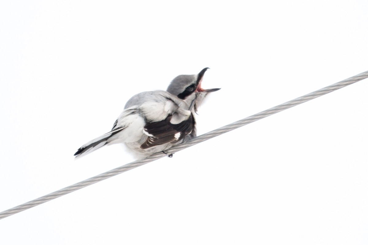 Northern Shrike - ML642452078