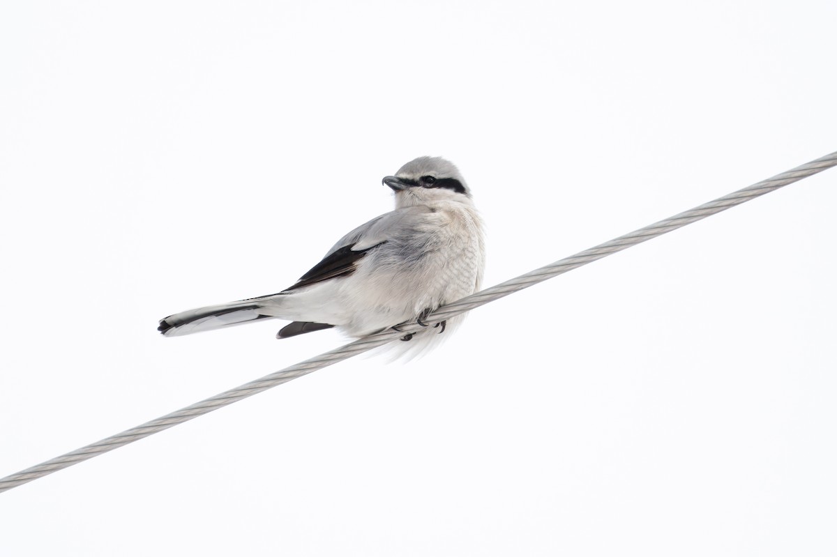 Northern Shrike - ML642452079