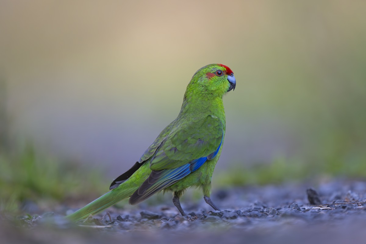 Red-crowned Parakeet - ML642452083