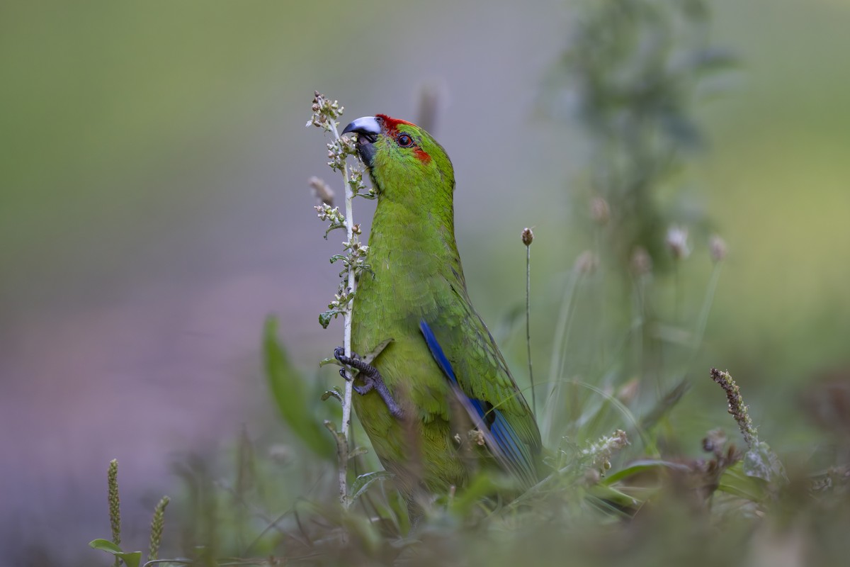 Red-crowned Parakeet - ML642452084