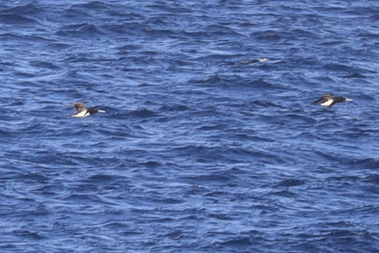 Brown Booby - ML642452092