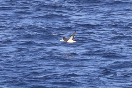 Brown Booby - ML642452093