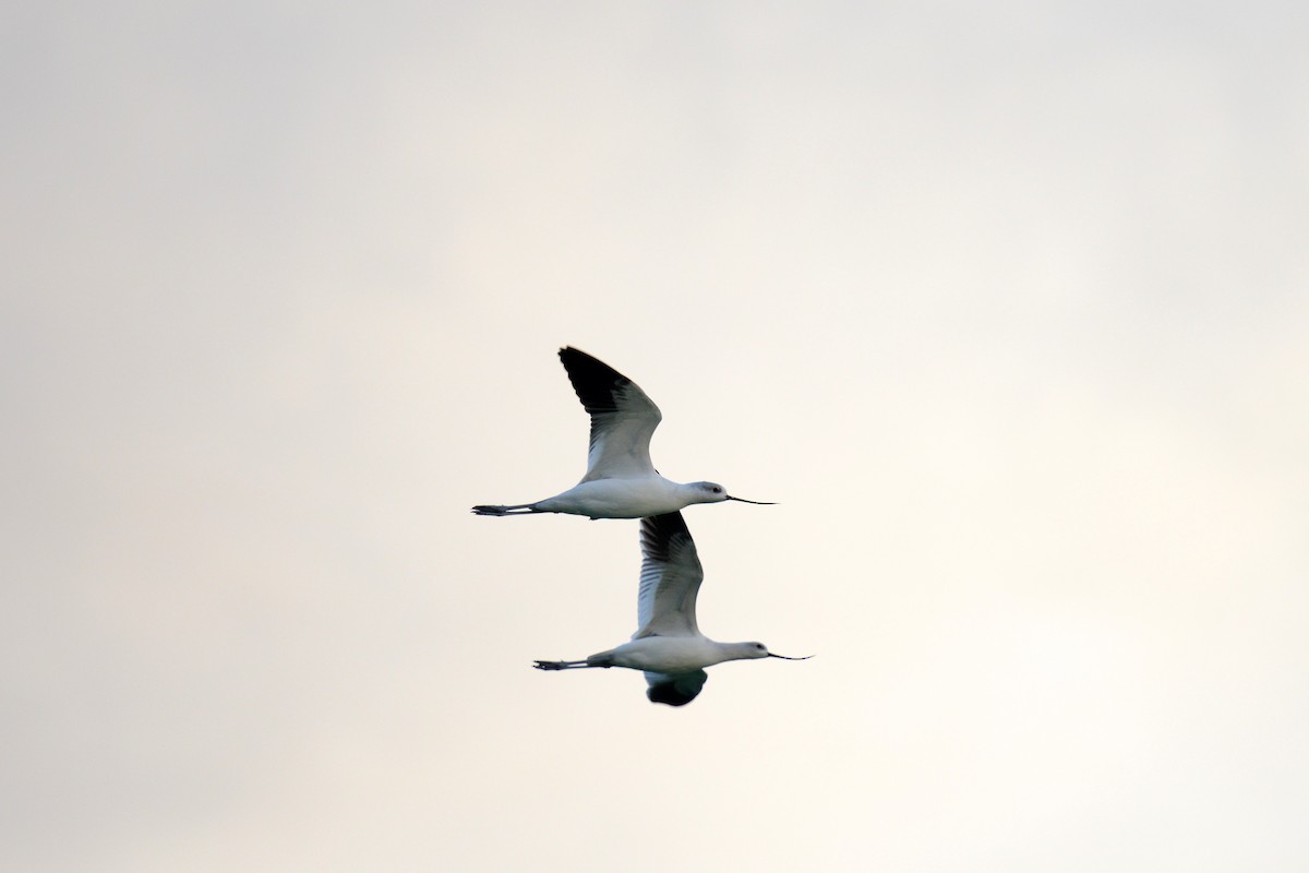 American Avocet - ML642452095