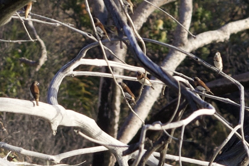 Chestnut-breasted Munia - ML642452104