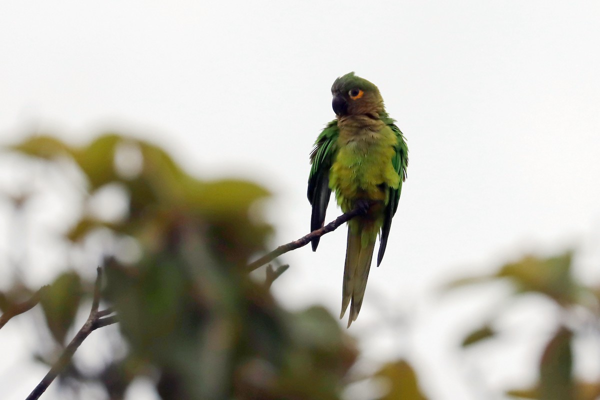 Brown-throated Parakeet - ML642452133