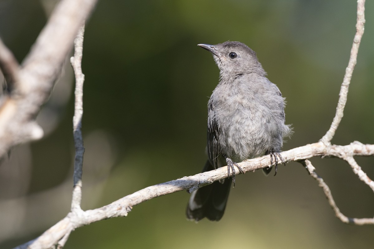 Gray Catbird - ML642452137