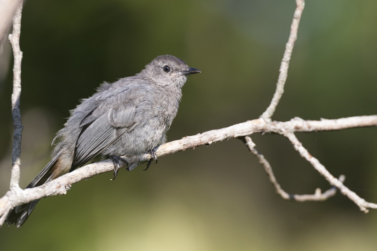 Gray Catbird - ML642452138