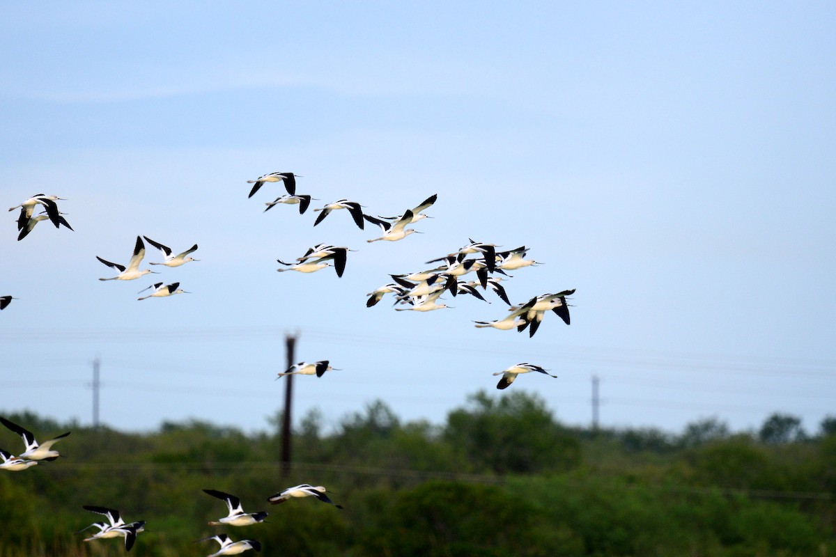 American Avocet - ML642452139