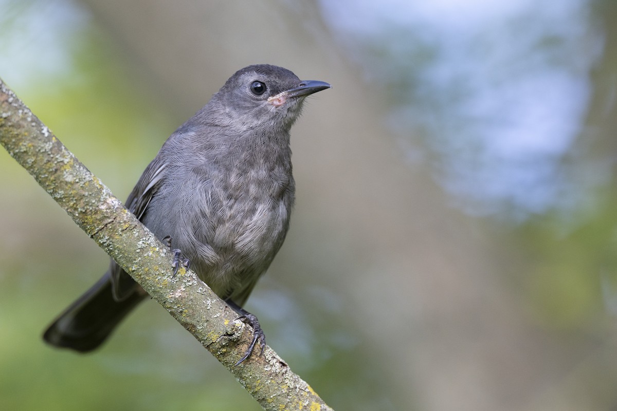 Gray Catbird - ML642452140