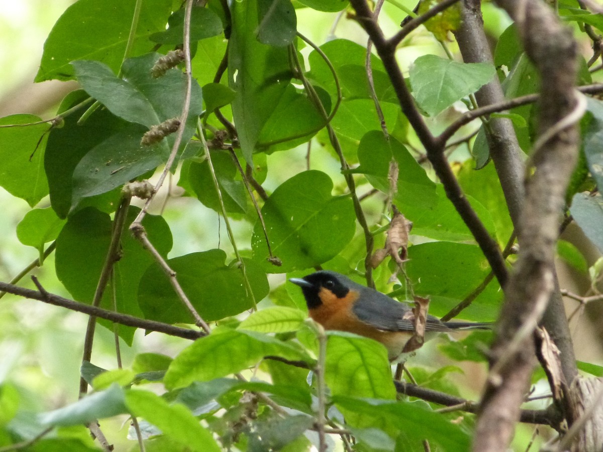 Australian Spectacled Monarch - ML642452141
