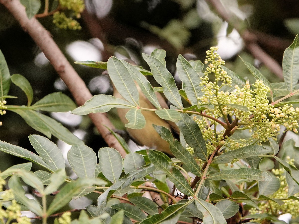 Yellow-green Vireo - ML642452150