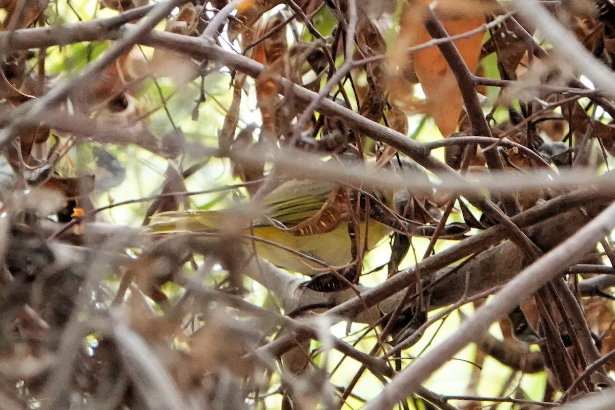 Yellow-green Vireo - ML642452151